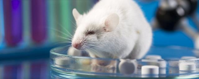 Учёны из Квинсленда смогли выявить контролирование алкоголя у мышей