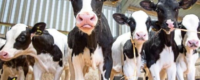 Учёные из Китая научили коров воспроизводить человеческое грудное молоко