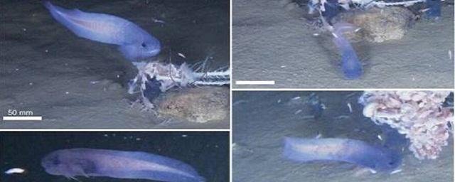 Ученые обнаружили на глубине шесть тысяч метров синего морского слизня