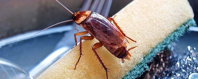 Ученые предложили расстреливать тараканов из лазерной пушки