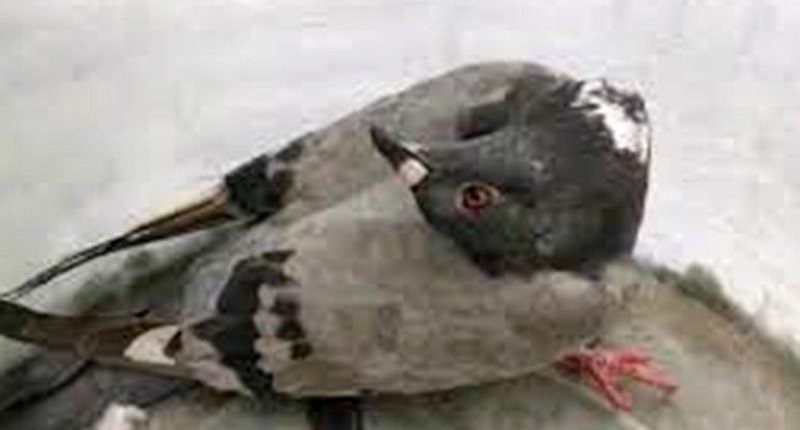 В Британии смертельный вирус превратил голубей в зомби-птиц