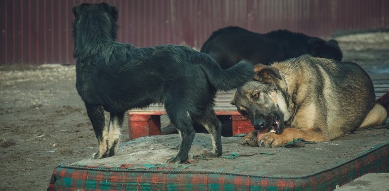 ВОЛГОГРАД. В Волжском и Волгограде создают  чат-бот для приема заявок на отлов бродячих собак
