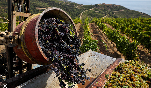 КРЫМ. В Крыму собираются высадить более 900 гектаров новых виноградников