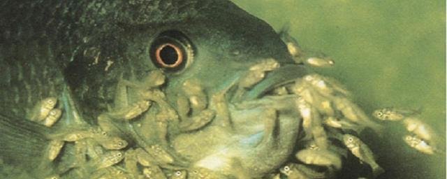 Биологи выяснили, что рыбы, прячущие икру во рту, поедают часть потомства, чтобы выжить