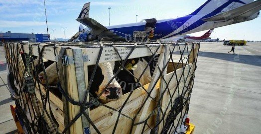 Бизнесмен из Катара заставит четыре тысячи коров лететь