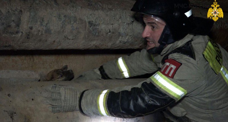 ЧЕЧНЯ. В Чеченской Республике пожарные спасли застрявшего между трубами щенка
