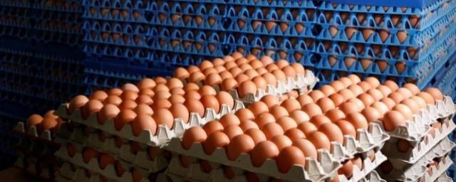 Голландские учёные обнаружили пользу яиц в развитии мозга