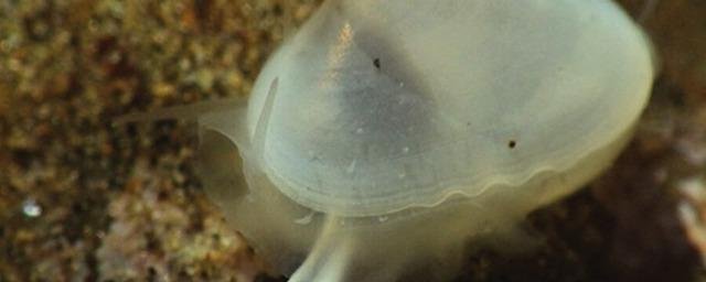 Моллюска, который считался вымершим 40 тысяч лет назад, увидели на пляже
