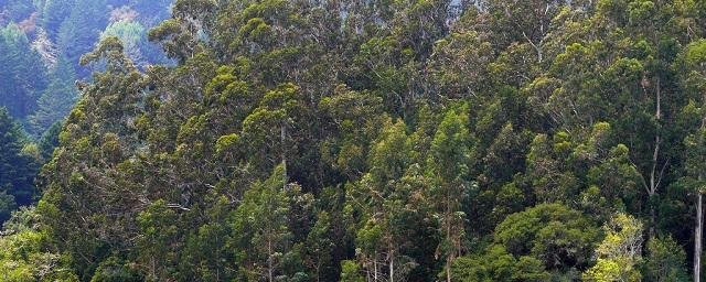 Программа по восстановлению лесов в Австралии привела к обратному результату