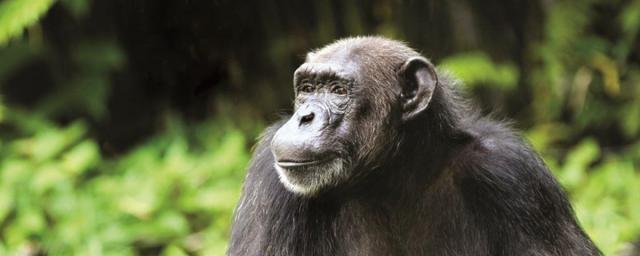 Ученые: Кости самок приматов меняются после родов