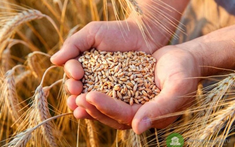 В текущем году году в РФ собрали рекордные 150 млн тонн зерна