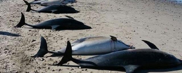 Неврологи обнаружили у дельфинов, выбросившихся на берег, признаки болезни Альцгеймера
