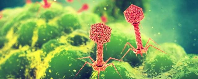 Нидерландские ученые: Бактериофаги могут стать основой для новых антибиотиков