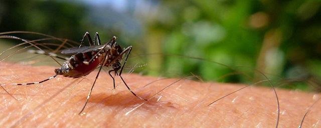 Паразитолог Бронштейн рассказал, что заразиться гельминтом можно через укус комара
