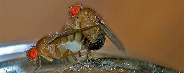 Самцы мух во время акта вводят вещество, заставляющее самок спать после спаривания