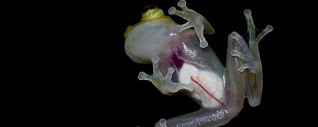 Science: стеклянные лягушки для большей прозрачности научились прятать кровь в печени