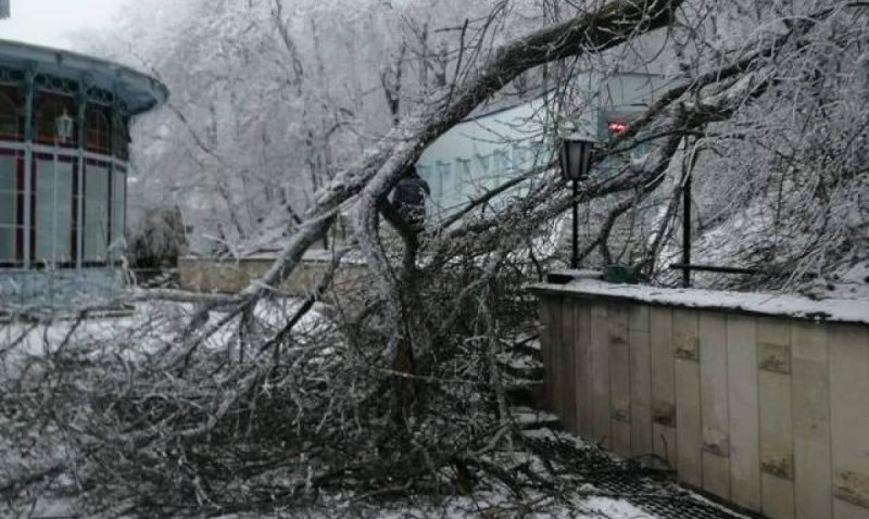 СТАВРОПОЛЬЕ. Ставрополье упавшие от холода деревья отправит в зону спецоперации