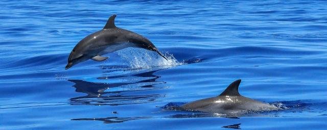 У 22 дельфинов, которые выбросились на берег, обнаружена болезнь Альцгеймера