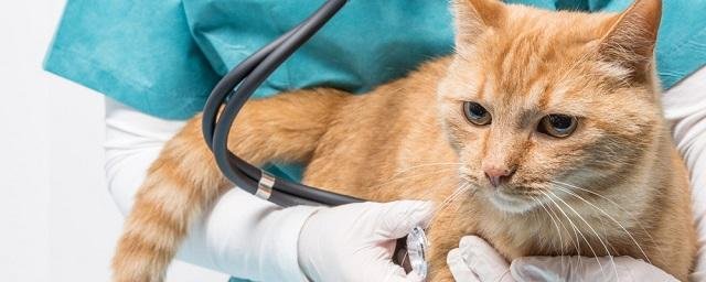 В Новосибирске кошки массово болеют неизвестным вирусом