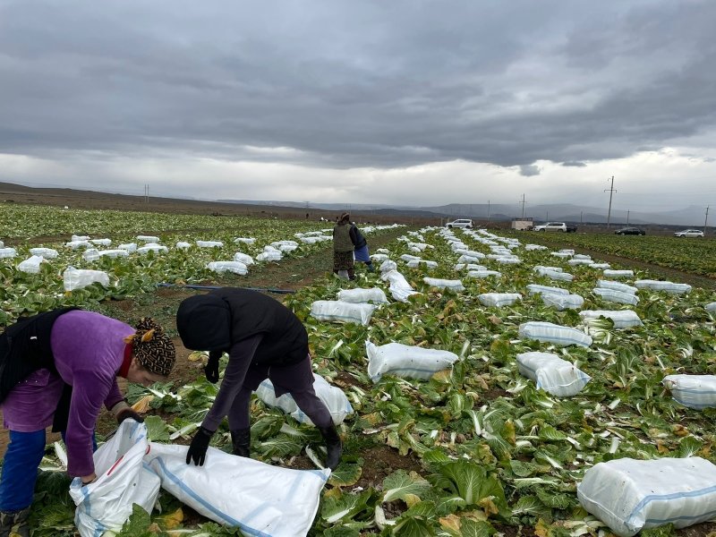 ДАГЕСТАН. Дербентском районе проходит уборка урожая пекинской капусты