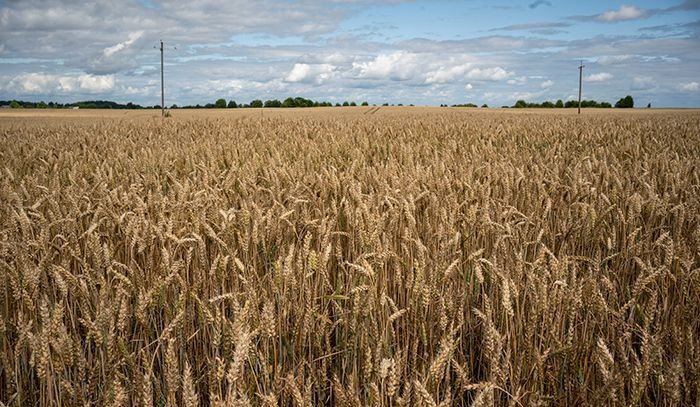 С 11 января 2023 года Россия повышает пошлину на экспорт пшеницы