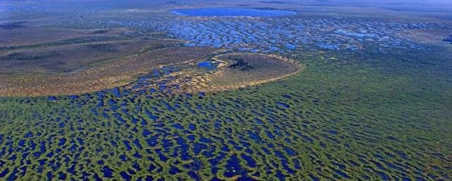 Томские ученые установили точную площадь болот в заповеднике «Васюганский»