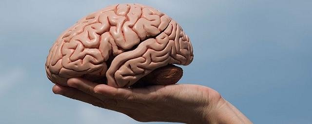 Ученые обнаружили в мозге человека неизвестный ранее защитный слой
