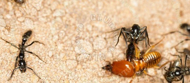 Выяснилось: муравьи эвакуируют с поля боя покалеченных собратьев