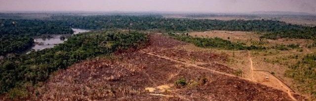 Ученые доказали, что фермеры разрушают леса Амазонки в Колумбии активнее наркобаронов