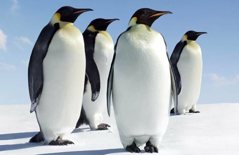 Ученые из Гринвича (США) нашли останки крупнейшего на Земле пингвина