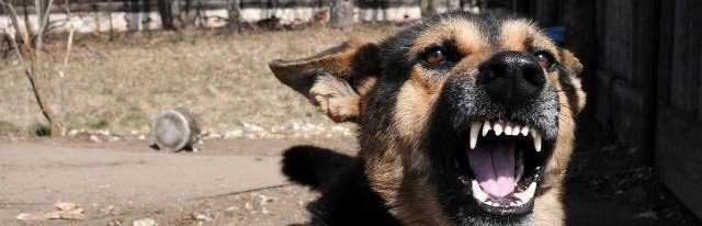 Анализ генома 300 чернобыльских собак выявил мутации в их ДНК из-за радиации