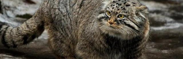Cat News: зоологи впервые обнаружили следы пребывания манулов на Эвересте