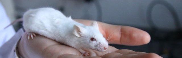Гормональная инъекция может быстро снимать симптомы алкогольной интоксикации у мышей