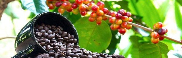 PLOS: Жара и засуха, вызванные глобальным потеплением, угрожают выращиванию кофе