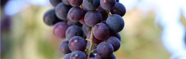 Sabah: турецкие эксперты рассказали о пользе черного винограда