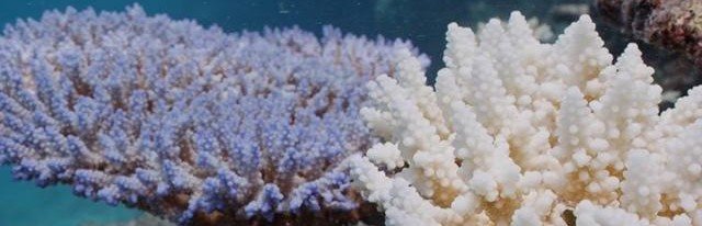 У берегов Австралии найдены кораллы, выжившие после сильного обесцвечивания