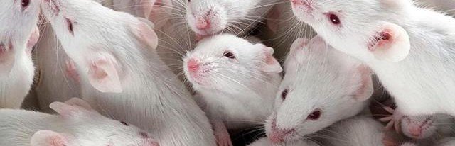 В Университете Кюсю получили потомство от двух мышей мужского рода