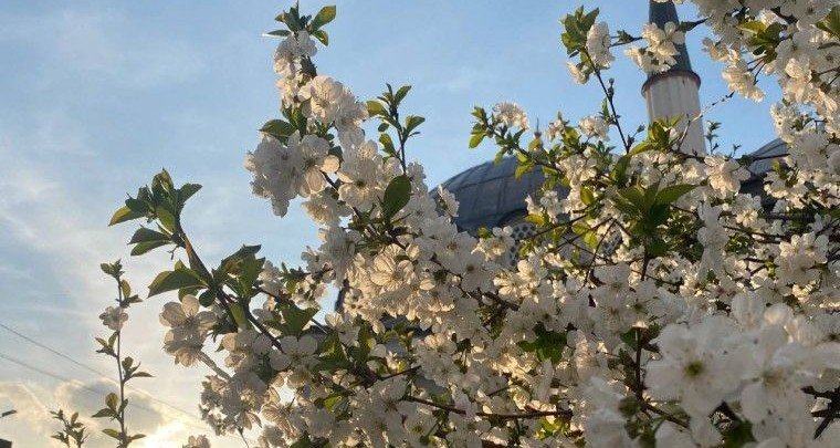 ЧЕЧНЯ. 4 из 10 жителей Грозного поддерживают идею об увеличении выходных на майские праздники