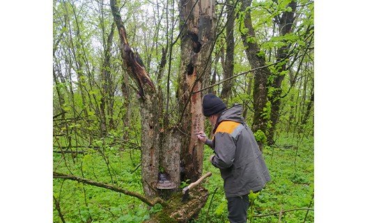 ЧЕЧНЯ. Центр защиты леса ЧР приступил к проведению лесопатологического обследования лесонасаждений