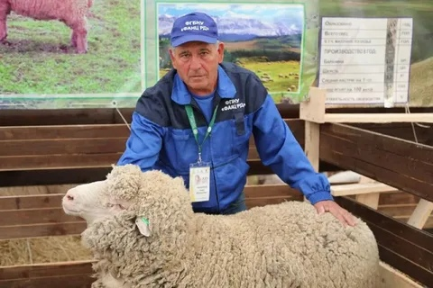 ДАГЕСТАН. XXIII Российская выставка племенных овец и коз в Республике Дагестан