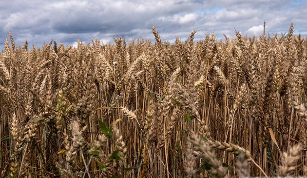 Кремль подтвердил продление зерновой сделки до середины июля