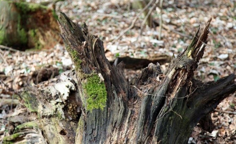 С. ОСЕТИЯ. Во Владикавказе продолжается вырубка аварийных деревьев