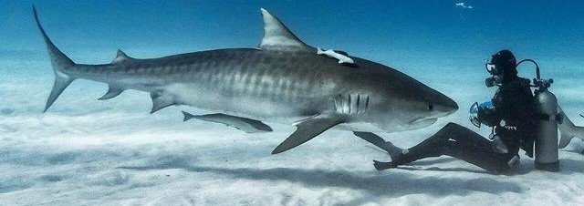 Учёные смогли продвинуться в изучении австралийских тигровых акул