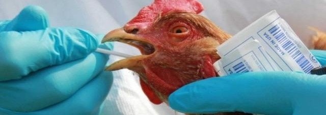 Врач-орнитолог Коблик ответил на вопросы о птичьем гриппе в Москве
