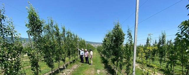 ДАГЕСТАН. В Дагестане появится крупнейший в РФ грушевый сад