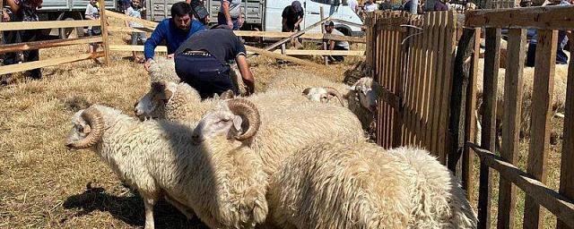 ИНГУШЕТИЯ. В Ингушетии более пяти тысяч овец раздадут малоимущим на Курбан-Байрам