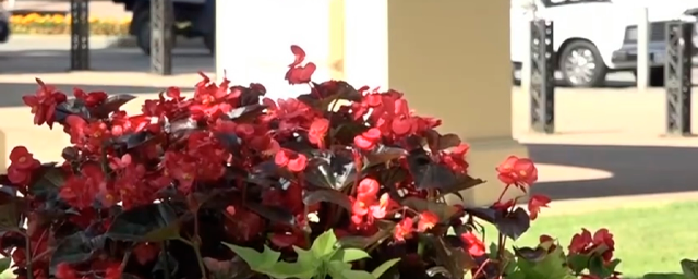 КЧР. В Черкесске коммунальные службы уже высадили 217 тысяч цветов разных сортов в клумбах города