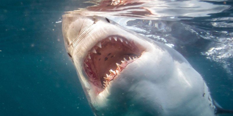 Океанолог назвал причины нападения акулы на человека в Хургаде