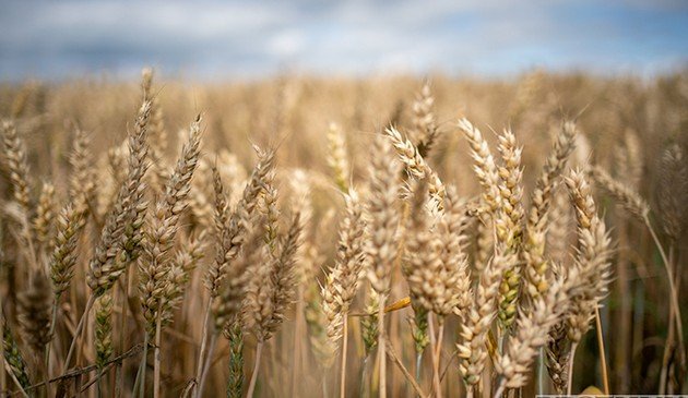 Турция и ООН предупредили страны Запада о последствиях прекращения действия зерновой сделки
