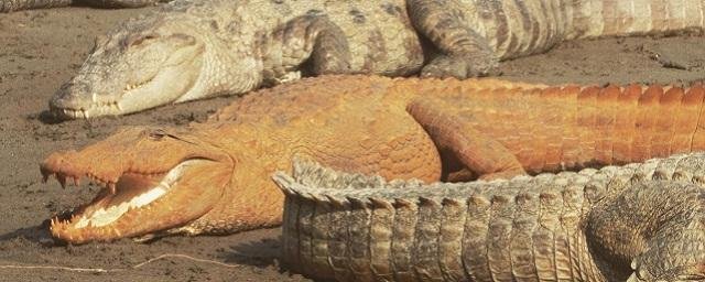 Ученые Института Лейбница объяснили оранжевый окрас крокодилов в Непале составом воды, в которой они обитают
